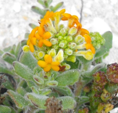 Manulea tomentosa young inflorescence